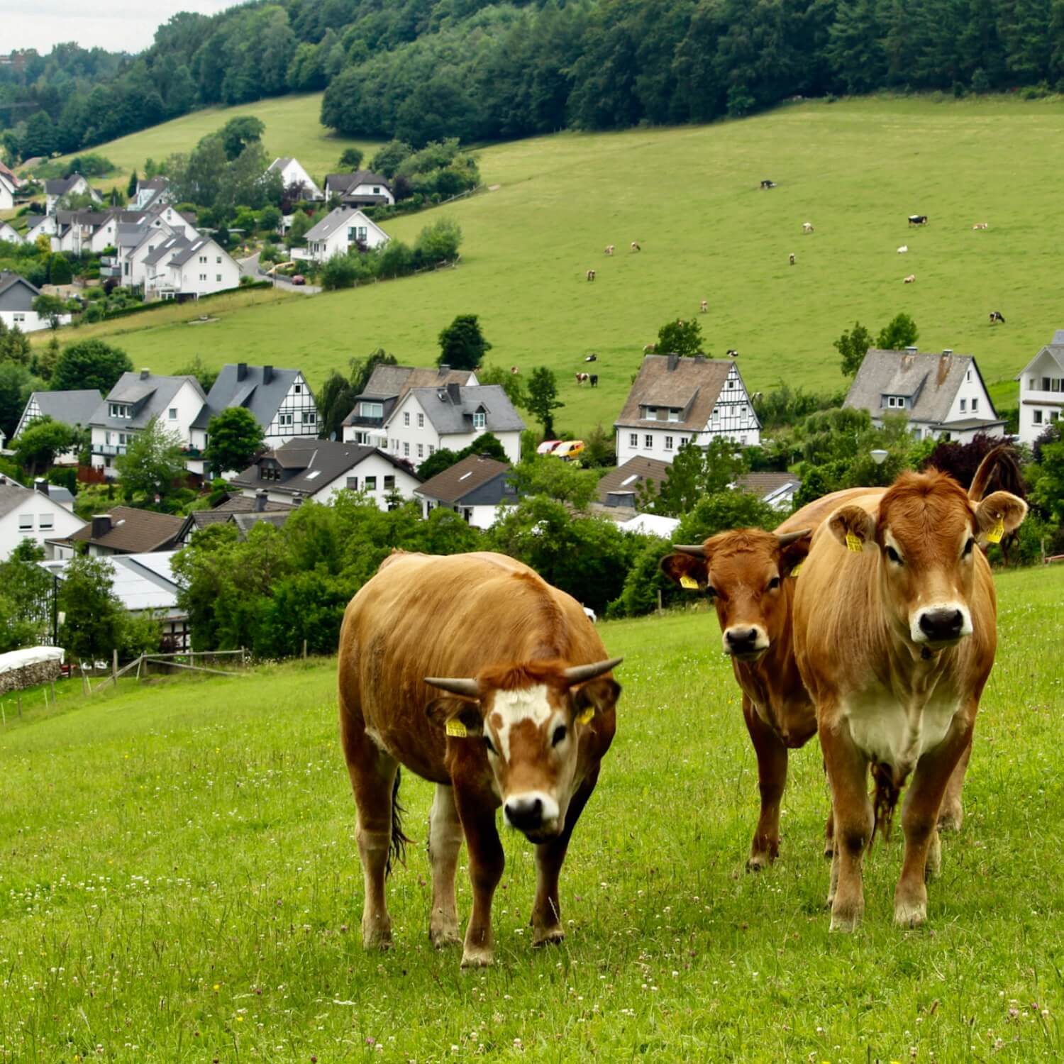 Kühe vor einem Dorf